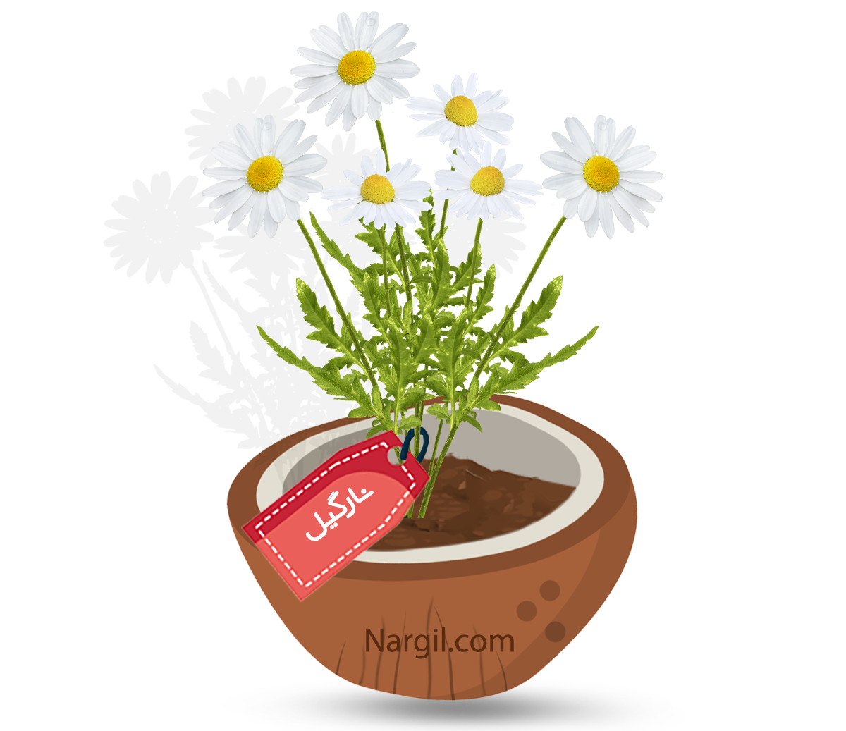  Nargil - Common Daisy